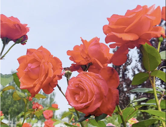 【视频】千亩月季花海 咸阳初夏的浪漫都在这里！