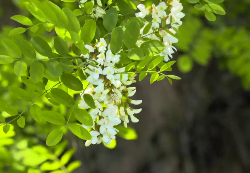 【視頻】長武：玉花串串凌空舞 林蔭茫茫涌素裳