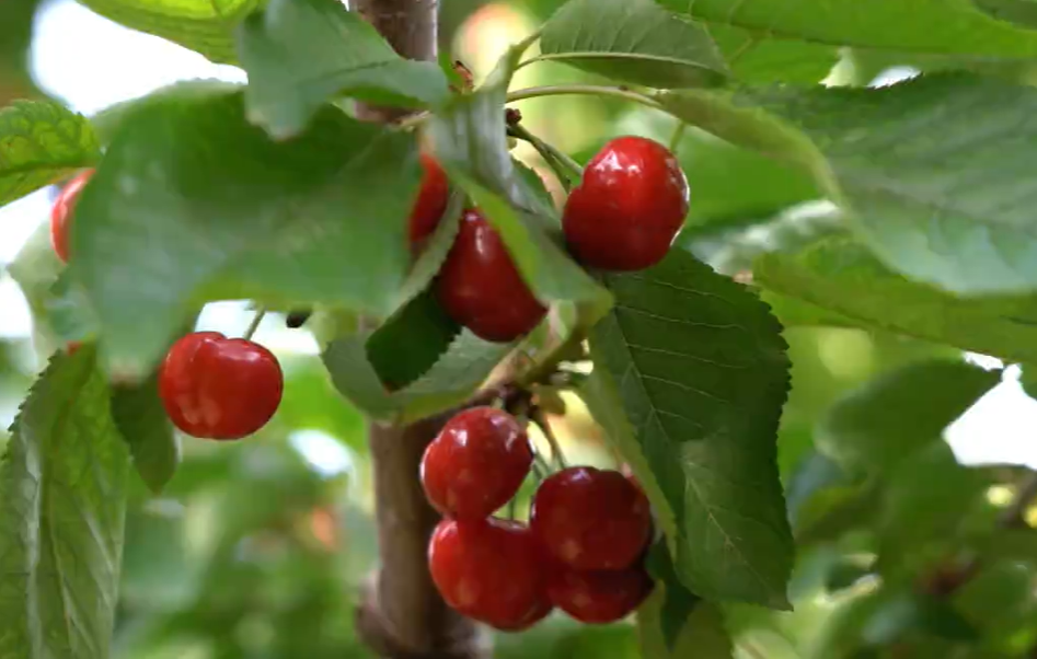 【視頻】涇陽：櫻桃紅滿枝 采摘正當時