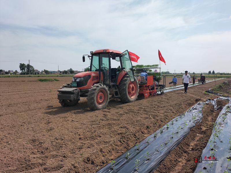 兴平： 新型农业机械助力辣椒种植