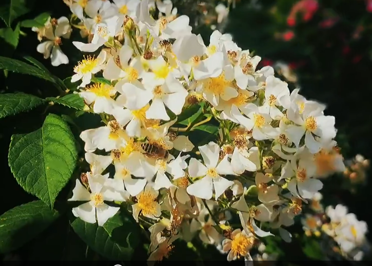 【视频】乾县：蔷薇花开香四溢