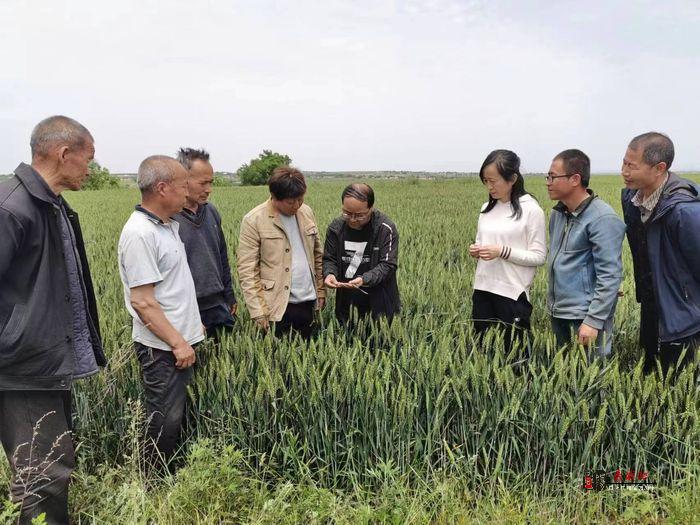 彬州：农技人员田间地头指导 确保夏粮丰产丰收