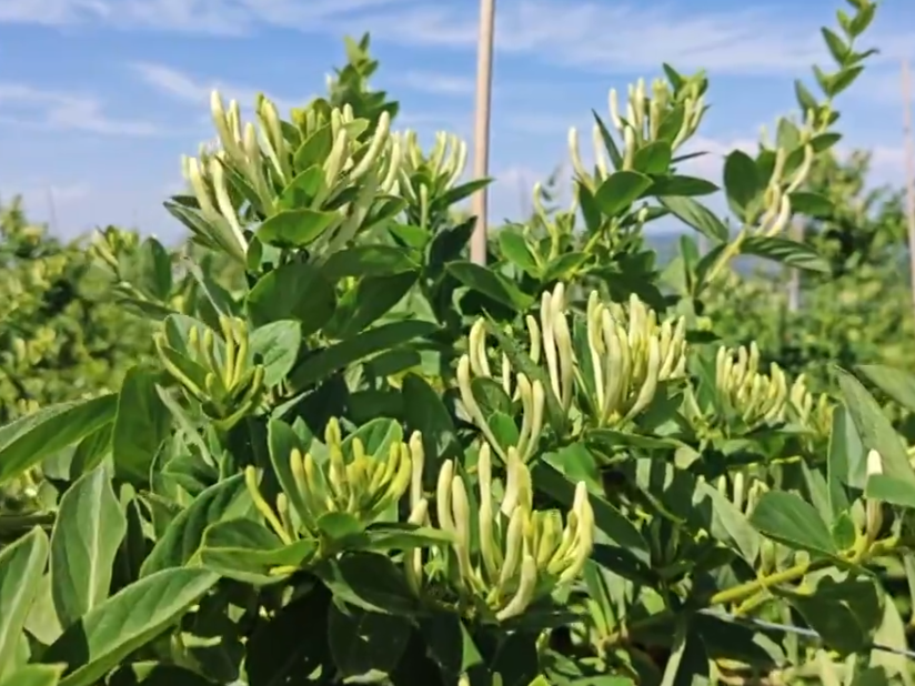 【视频】长武：朵朵金银花  开出乡村振兴“好钱景”