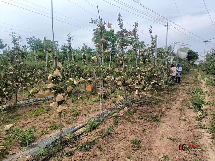 彬州市韩家镇：苹果果园套袋忙 集体经济促发展