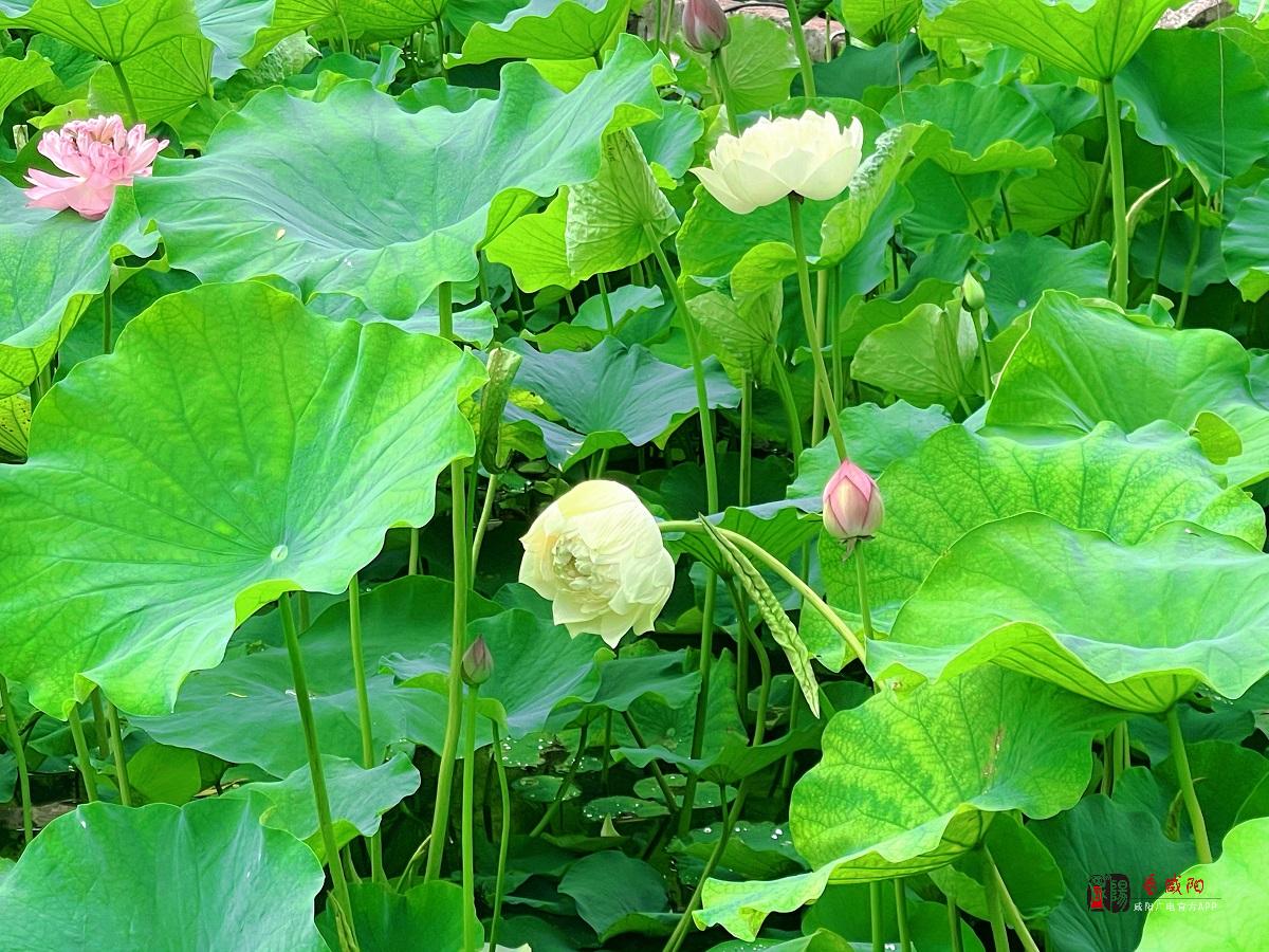 太美了！ 咸陽湖景區(qū)渭濱公園荷塘邀您來賞夏日荷韻