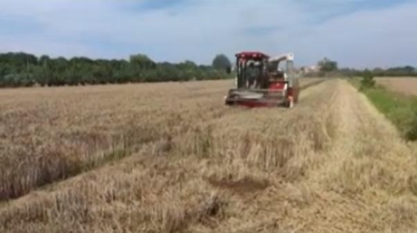 【視頻】乾縣：搶收小麥4666畝 累計3.8萬畝