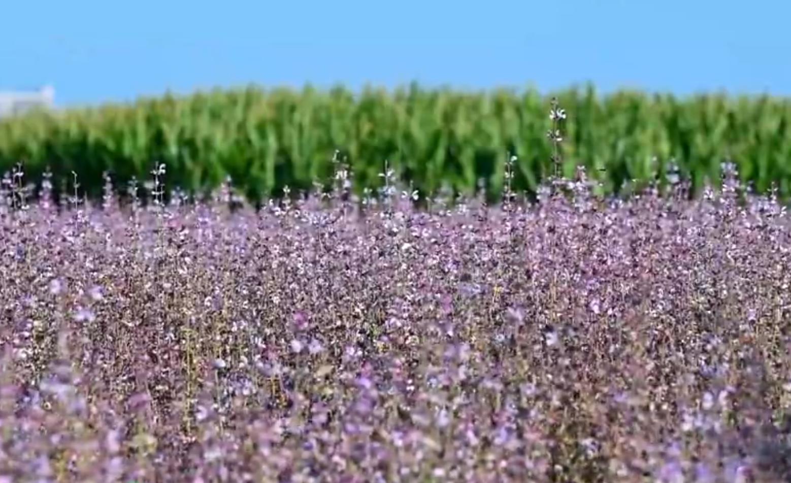 繽紛夏日 暢游咸陽丨旬邑湫坡頭鎮(zhèn)300多畝丹參花海驚艷亮相