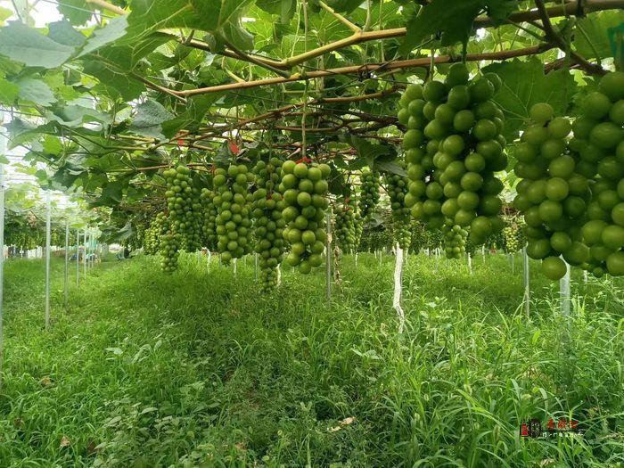 興平500畝葡萄長勢喜人  果農將迎“甜蜜”豐收季