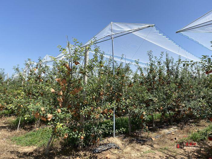 彬州：果园夏管正当时 抢抓夏管促增收