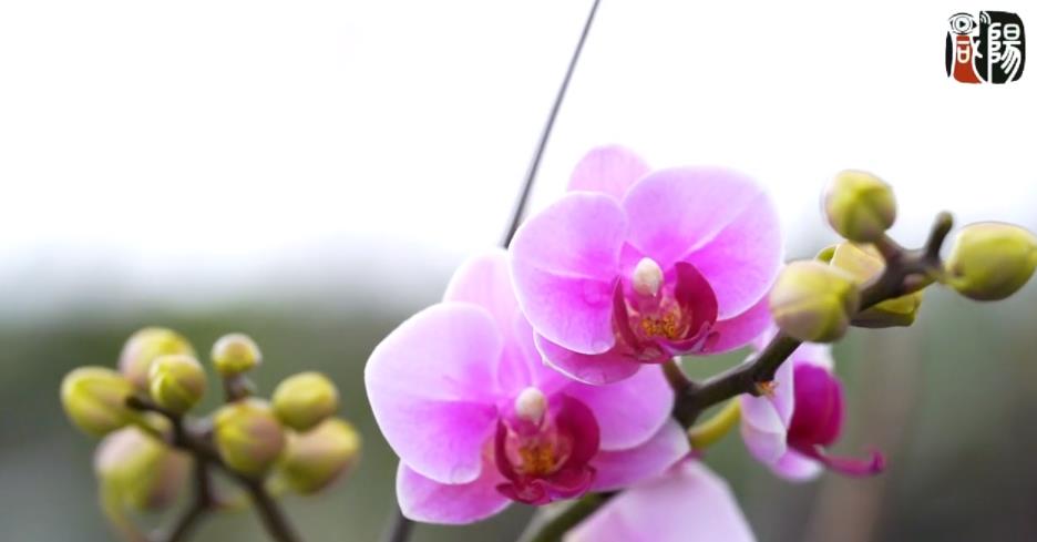 【视频】彬州：冬日时节花烂漫