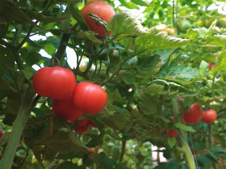 【视频】泾阳：大棚里结出致富果 小番茄干出大“柿”业