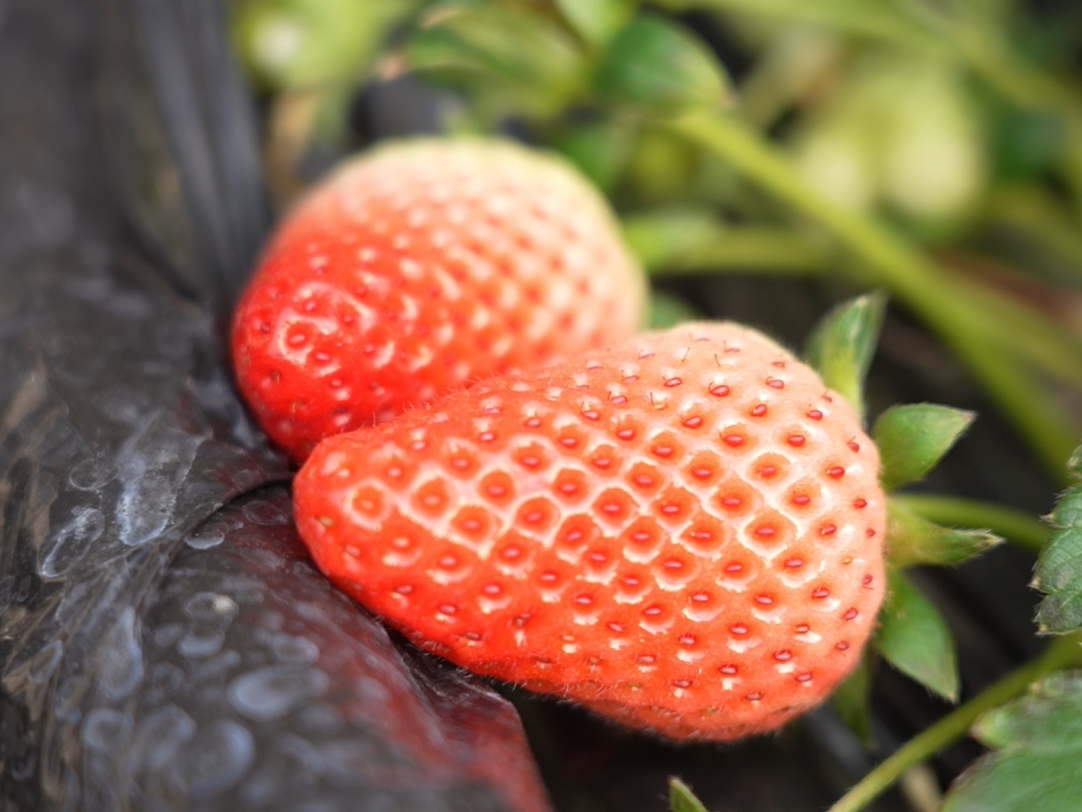 【視頻】長武：“莓”開眼笑 遇見冬日“莓”好！