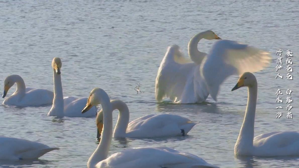 【视频】三原：白天鹅“如约”飞抵冯村水库越冬