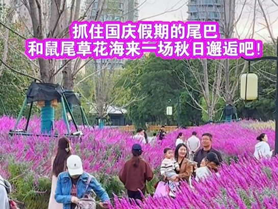 【視頻】抓住國(guó)慶假期小尾巴 來(lái)渭濱公園邂逅鼠尾草花海吧！