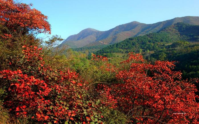 淳化县仲山：初冬微寒 枫叶炽红如霞