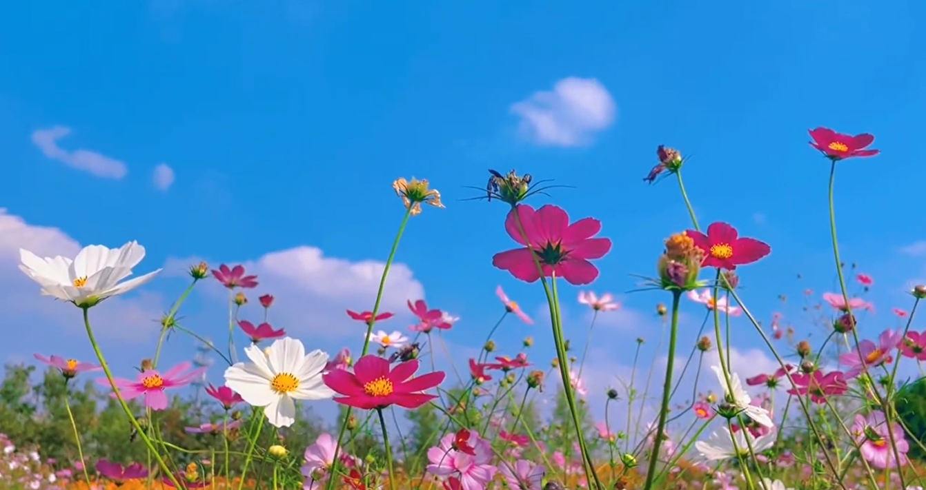 【视频】淳化：置身花海 静享花开