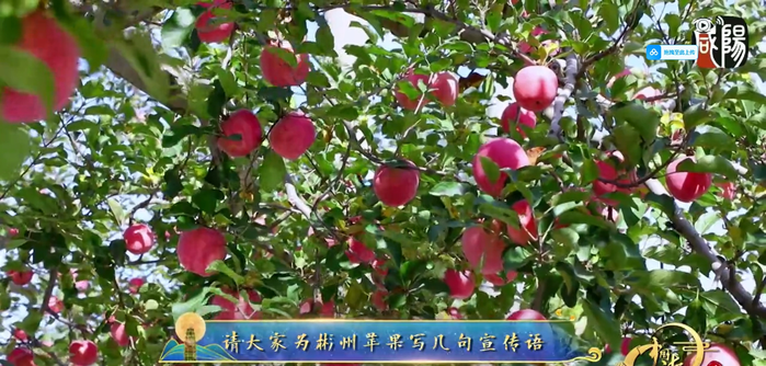 【视频】中国诗词大会诗会彬州|请大家为彬州苹果起名字！