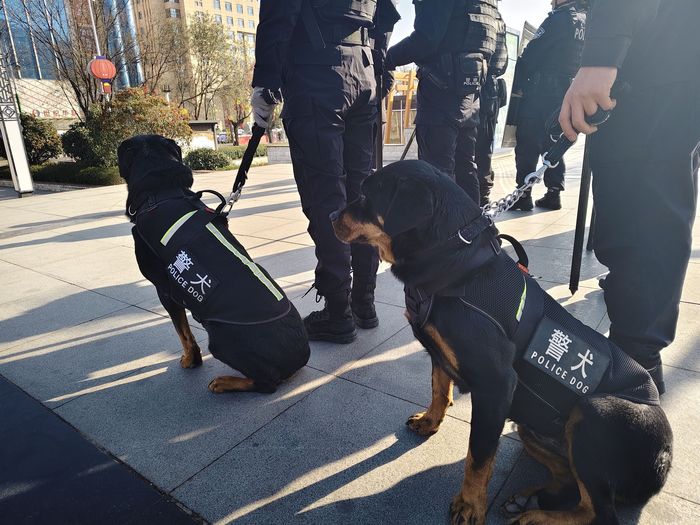 【視頻】彬州市警犬基地：探秘警營“汪汪隊(duì)”，感受“奇兵”風(fēng)采