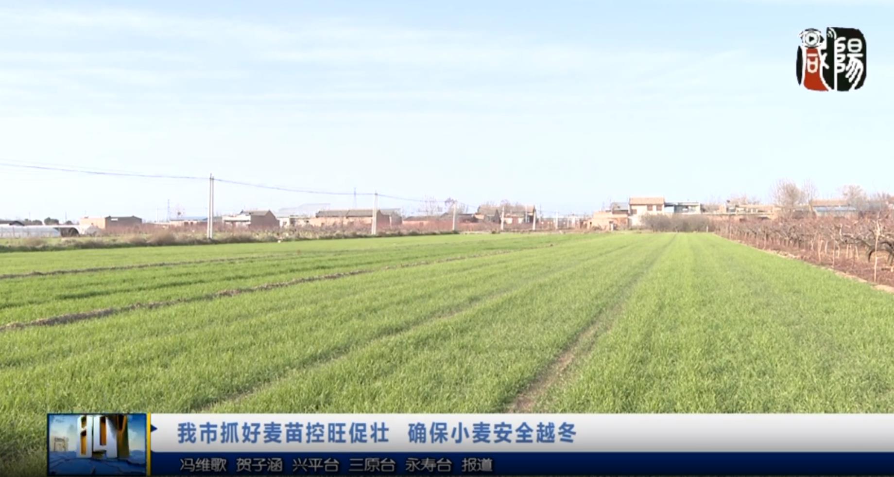 【視頻新聞】我市抓好麥苗控旺促壯   確保小麥安全越冬