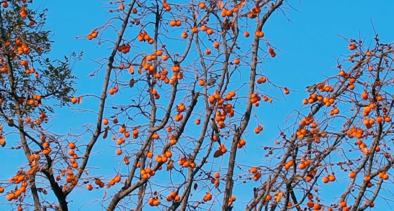 涇陽：初冬柿子樹 滿掛紅燈籠