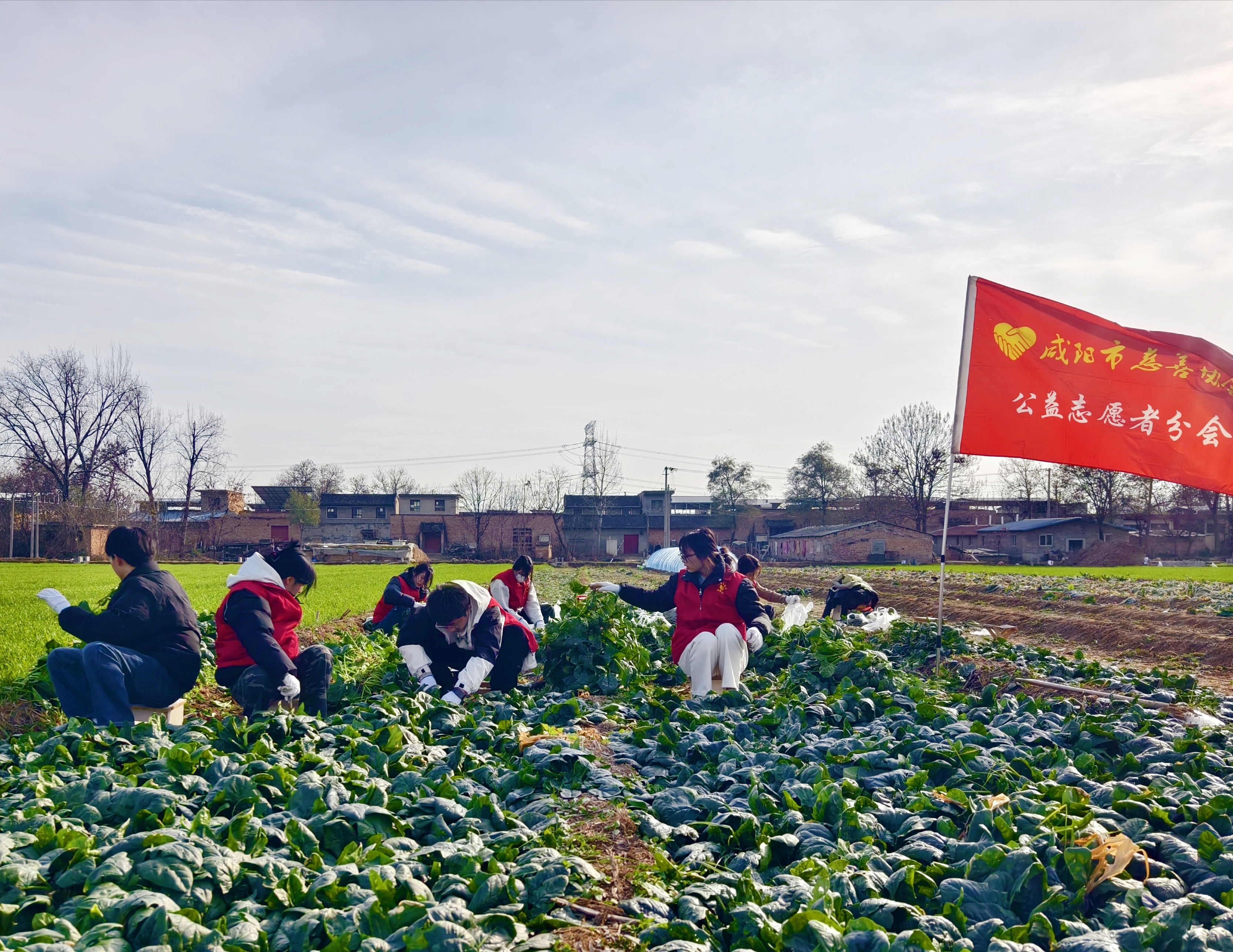 咸阳志愿红助农解忧 认购4吨菠菜免费送→