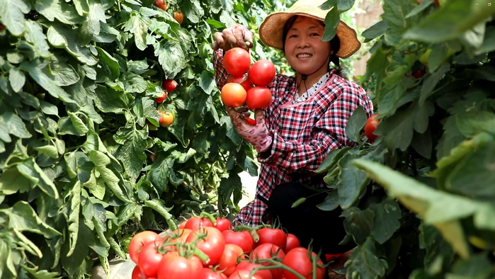 【视频】淳化：蔬菜大棚“种”出致富新希望