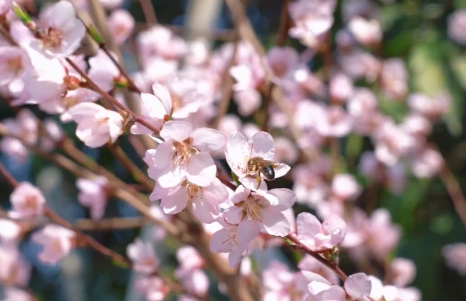 【視頻】涇陽：山桃花開迎春來