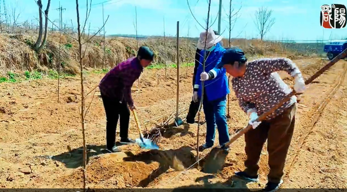 【视频】彬州市义门镇：按下春种春管“启动键” 打好农业生产“第一仗”
