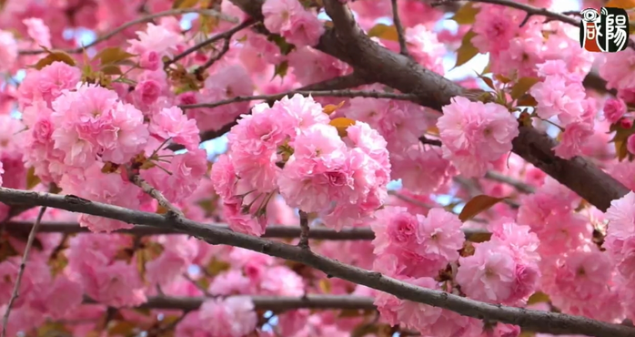 【视频】樱花盛开！快来彬州邂逅最美的春天