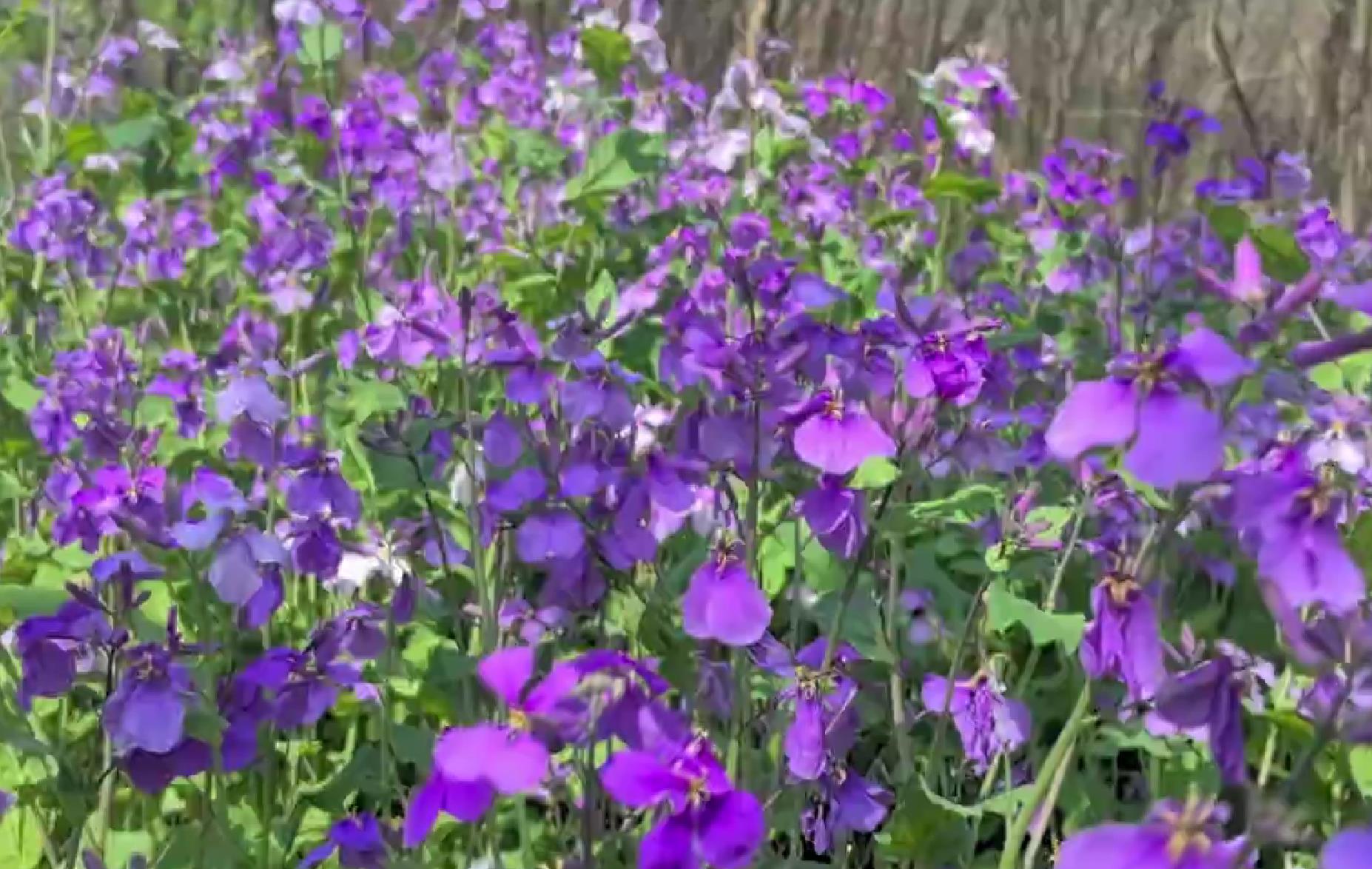 【视频】彬州：一眼沦陷 二月兰的“绝绝紫”