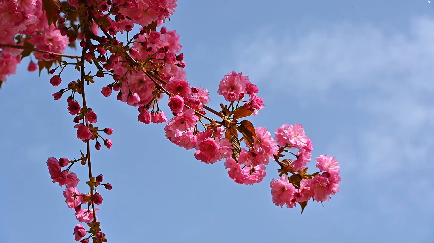 【視頻】春光明媚，賞櫻正當時
