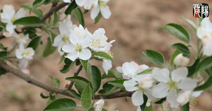 【視頻】彬州市：人間四月芳菲盡 蘋果花開正當時
