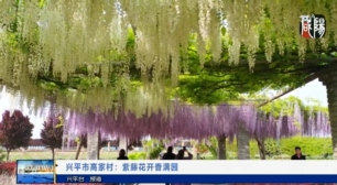 【视频新闻】兴平市高家村：紫藤花开香满园