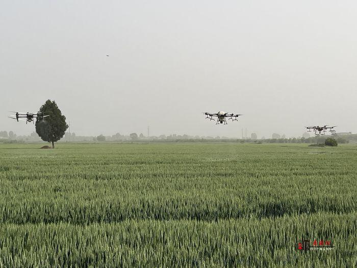 兴平：无人机“一喷三防”  为小麦丰产保驾护航