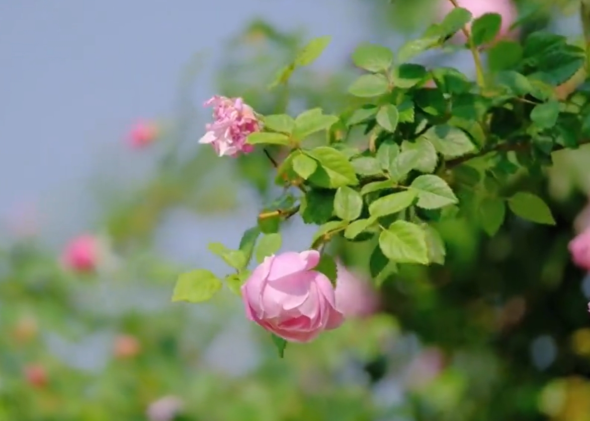 【视频】淳化：赴一场花的约会