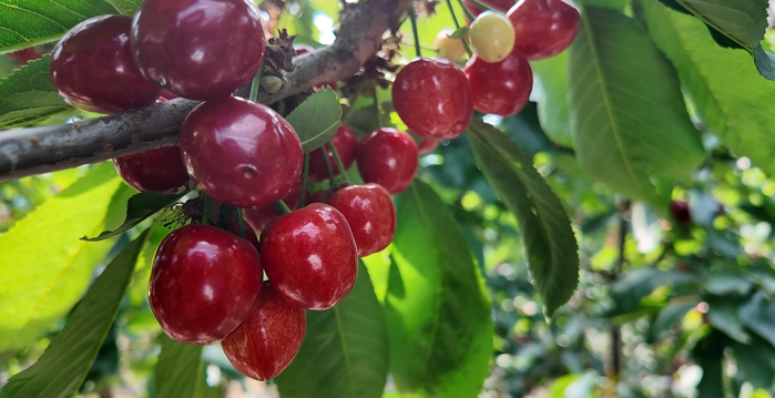 【视频】彬州市：樱桃成熟挂满枝 采摘尝鲜正当时