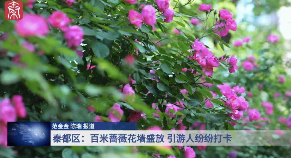 【視頻】秦都：百米薔薇花墻盛放 游人紛紛打卡