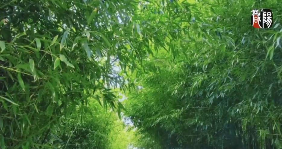 【视频】长武：绿意盎然   春日的竹林一片生机勃勃！