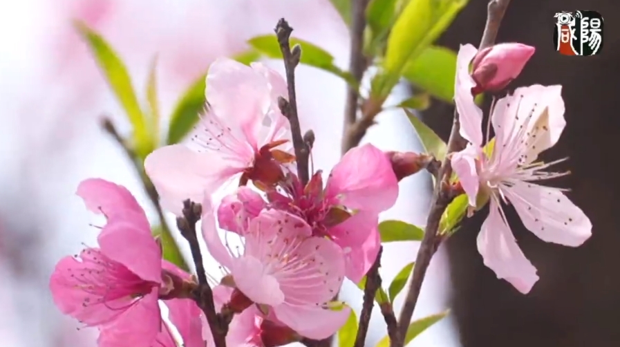 【视频】长武：春风拂面花盛开 赶赴一场浪漫的春光之约！