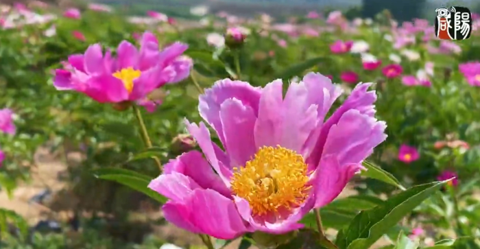 【视频】礼泉县：芍药花开入画来