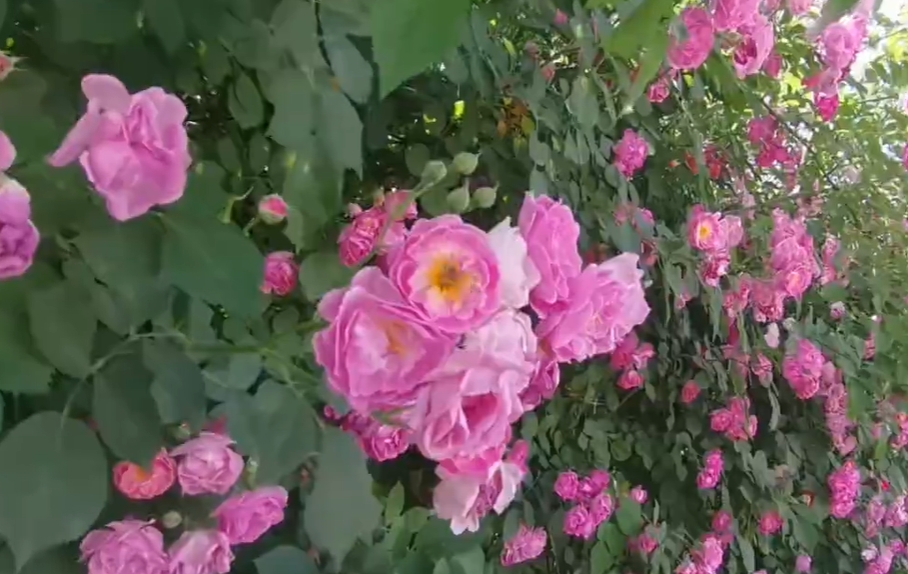 【視頻】淳化：薔薇花開 邂逅最美初夏