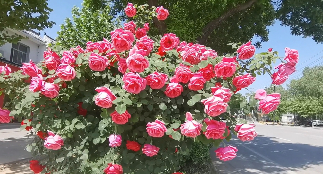 【视频】一路繁花！淳化街头开启浪漫“月季时间”