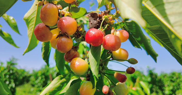 【视频】彬州市：进入转色期，樱桃采摘倒计时！