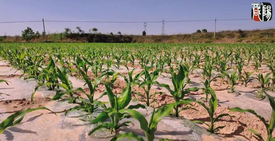 彬州市：千亩玉米基地 满眼新绿        