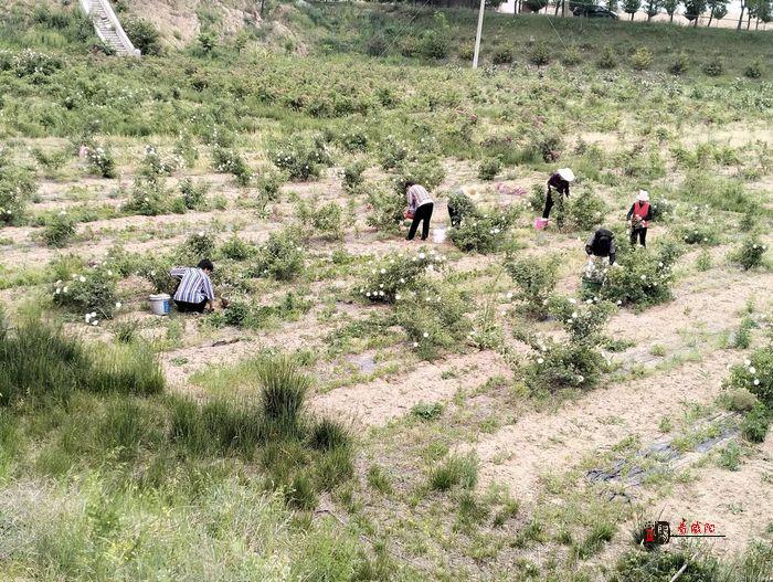 彬州市：玫瑰花开出“美丽经济”