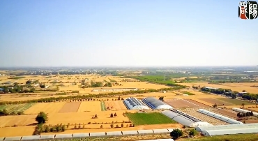 泾阳：29万亩冬小麦陆续进入收割期