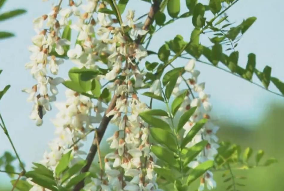 【視頻】淳化：山間槐花溢芬芳 清香陣陣撲鼻醉