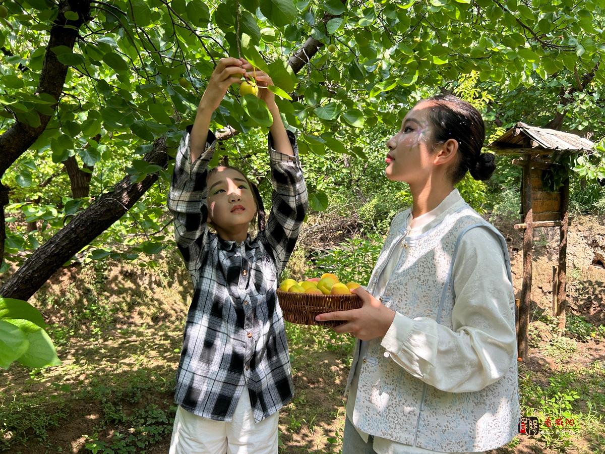 “相約禮泉·御見杏福”2024年禮泉御杏采摘旅游季活動啟動