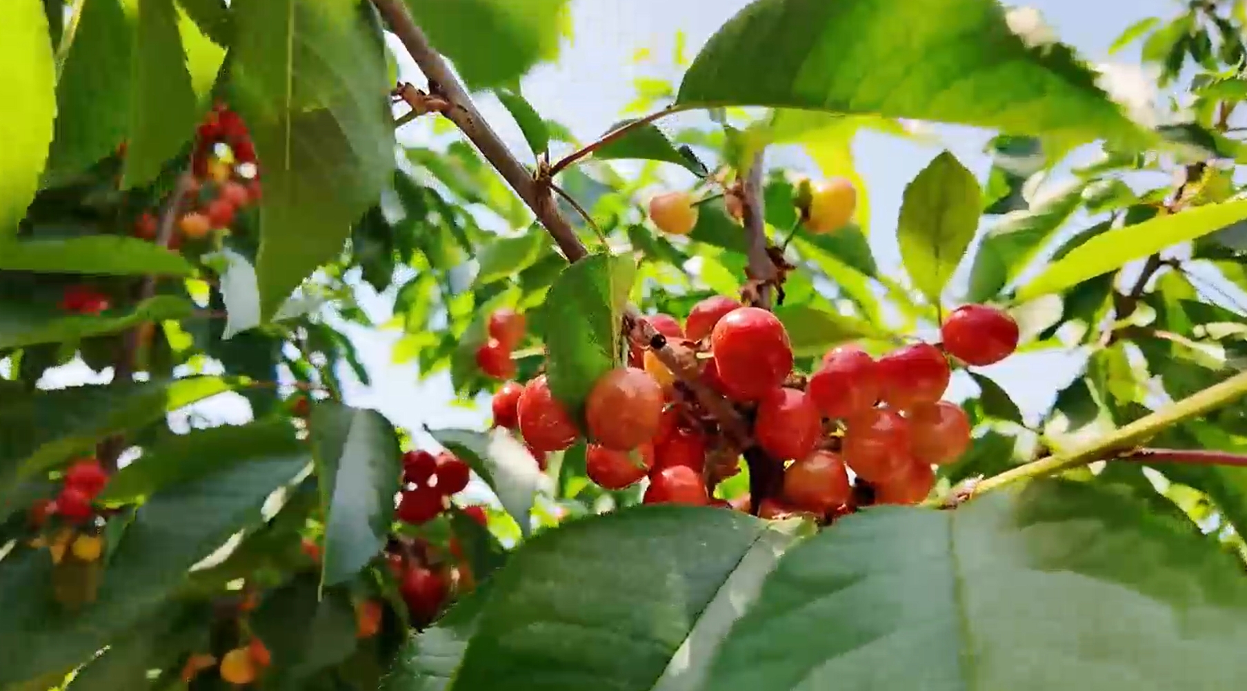 彬州義門櫻桃紅了！采摘走起！