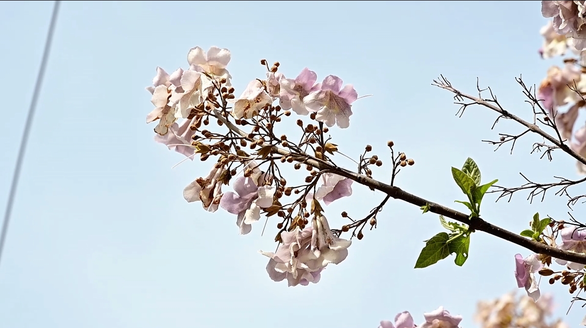 【視頻】旬邑：夏日梧桐芳菲至